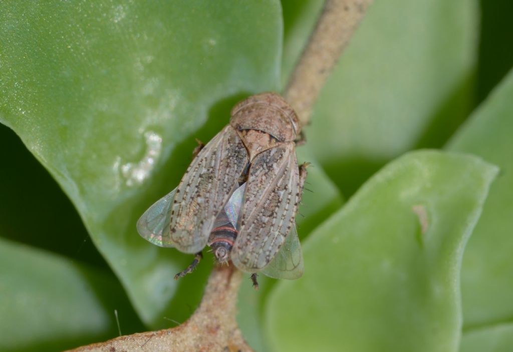 Cicadellidae: Selenocephalus cfr. obsoletus  da confermare